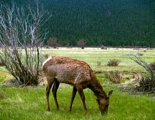 Young Elk Grazing In Spring Royalty Free Stock Photo