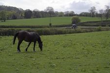 Horse Grazing Royalty Free Stock Photo Horse Grazing Royalty Free Stock Photo