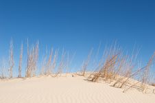 Sand Dunes With Tall Grass And A Blue Sky Stock Images