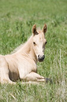 Palomino Quarter Horse Foal Royalty Free Stock Photo Palomino Quarter Horse Foal Royalty Free Stock Photo