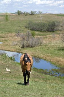 Quarter Horse Mare In Pasture Stock Photos