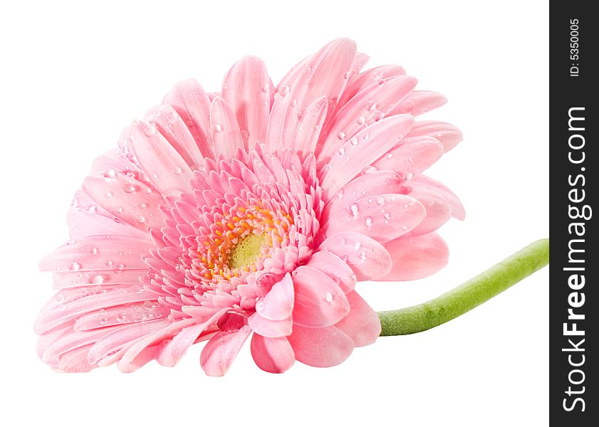 Macro image of a gerbera flower in pink, yellow and green. Isolated on white. Macro image of a gerbera flower in pink, yellow and green. Isolated on white.