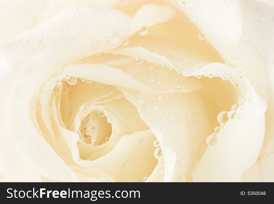 Macro image of a white rose. Macro image of a white rose.