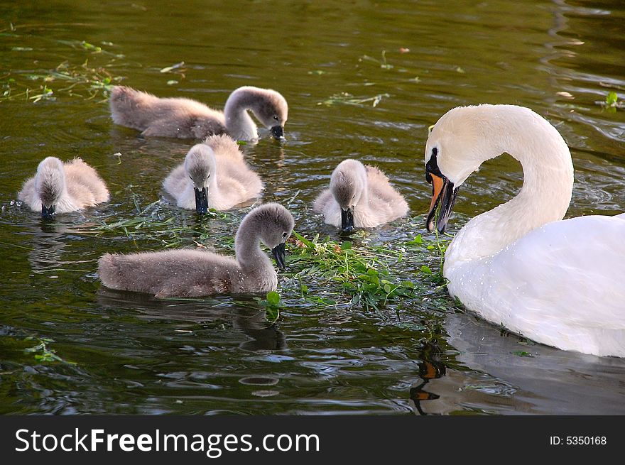 Five Cygnets And A Swan