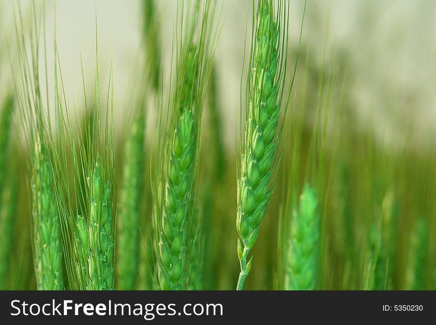 Wheat on a green background