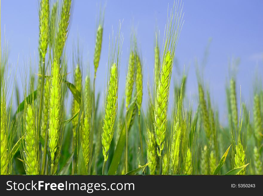 Wheat on a blue background