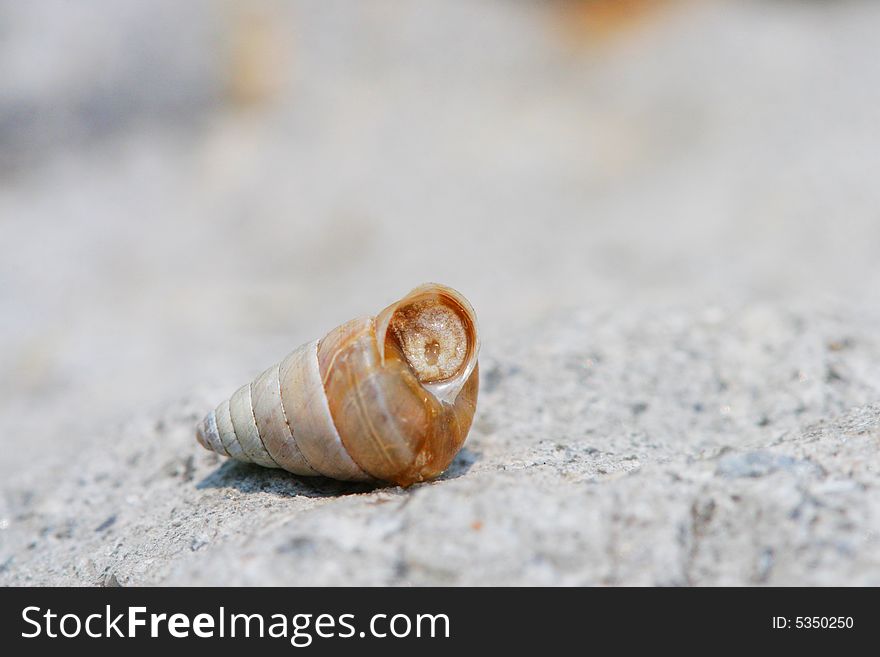 The snail on the rock  in a garden