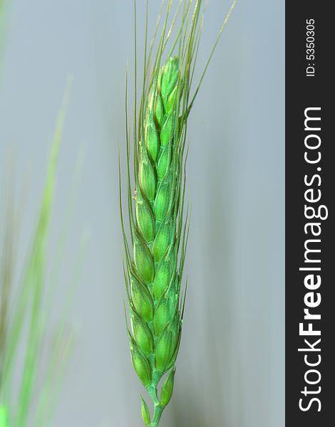 Wheat on a blue background