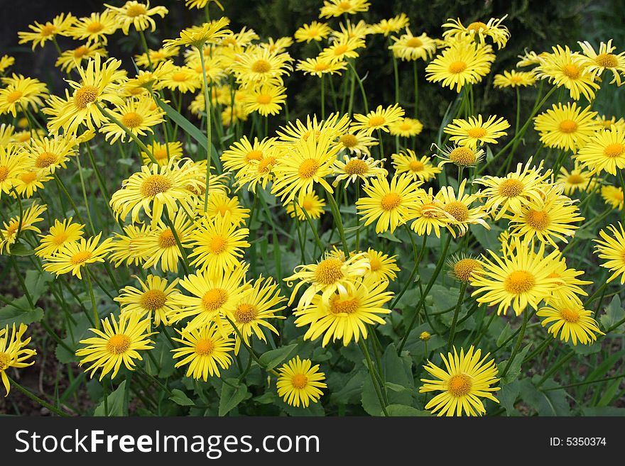 Yellow camomile is in a garden