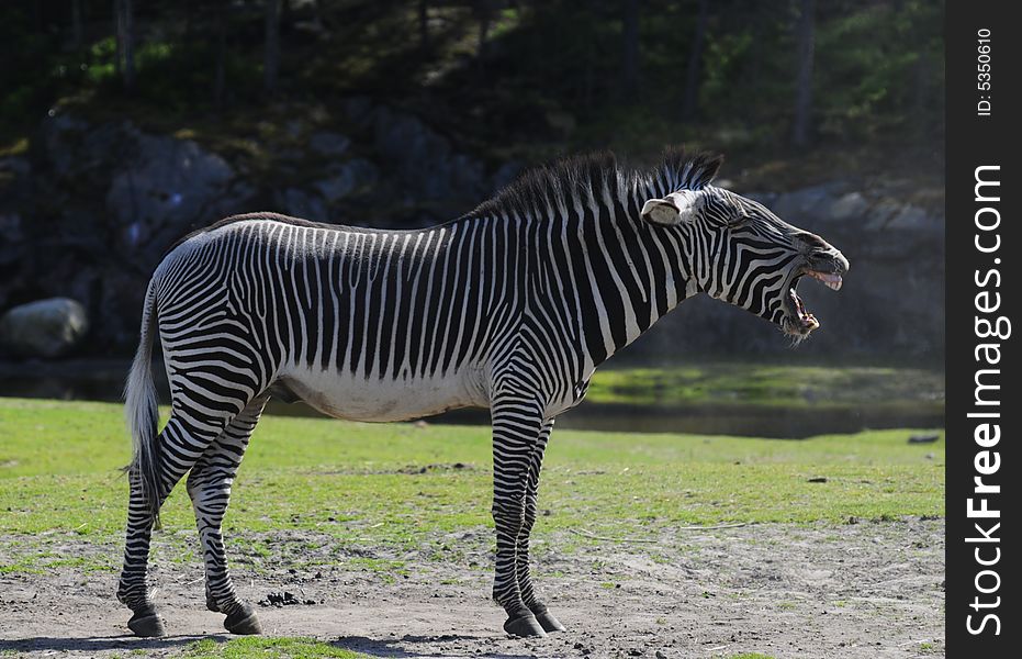 Yawning zebra