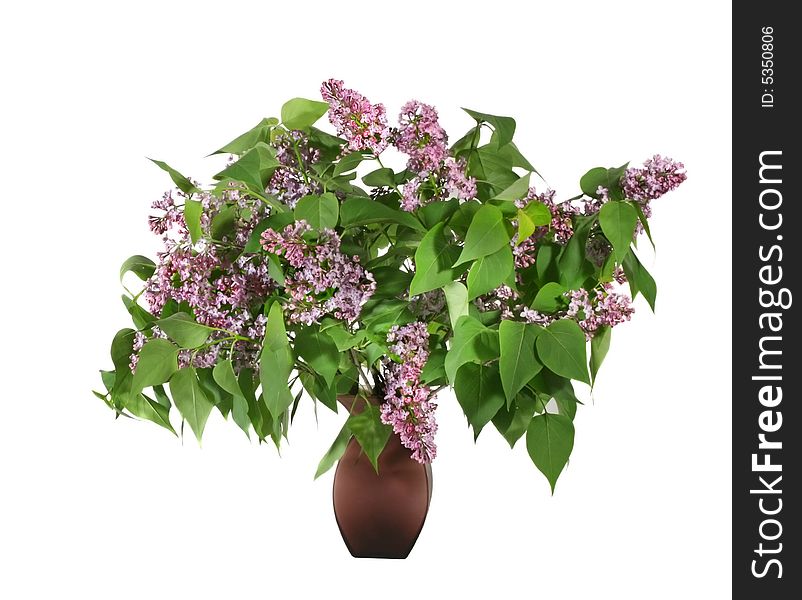 Bunch of wild lilac in lilac bowl on white background. Bunch of wild lilac in lilac bowl on white background