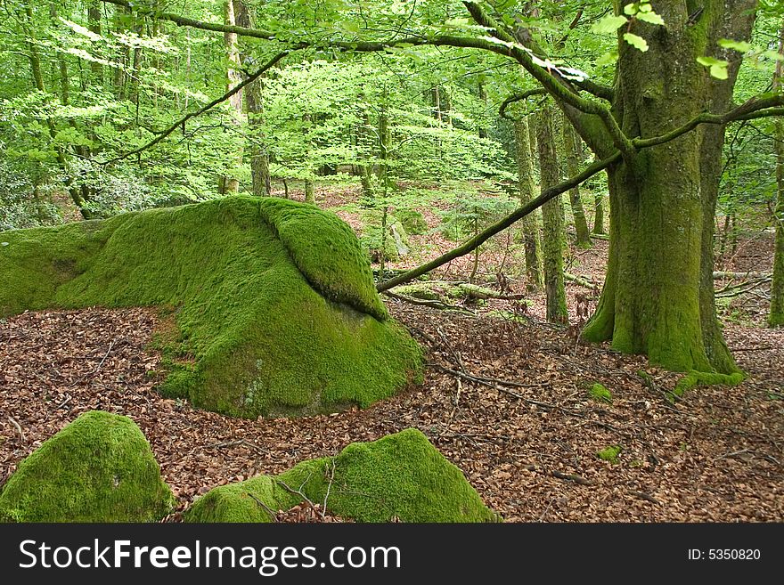 Inside a forest in france with a rock covered of moss. Inside a forest in france with a rock covered of moss