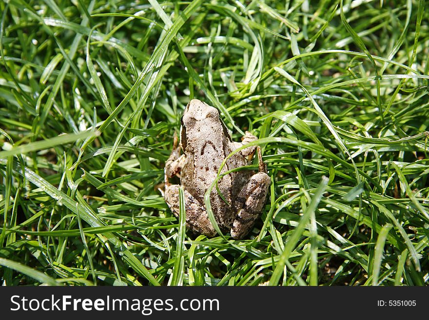 Green Frog against a  fresh green grass