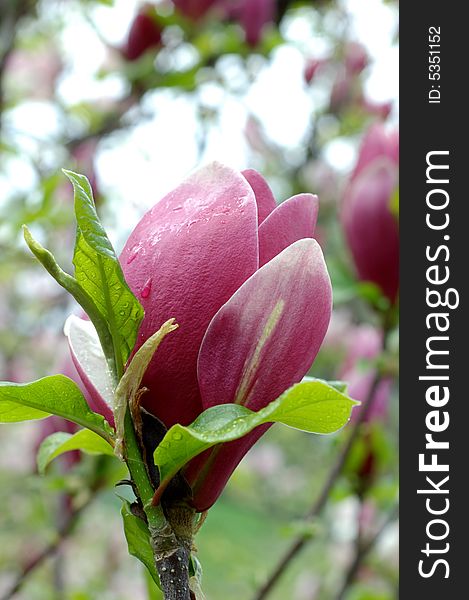 Pink magnolia in botanical garden