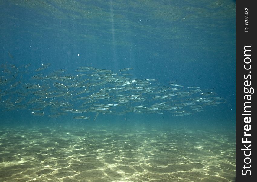 Yellowtail barracuda (sphyraena flavicauda) taken in the Red Sea.