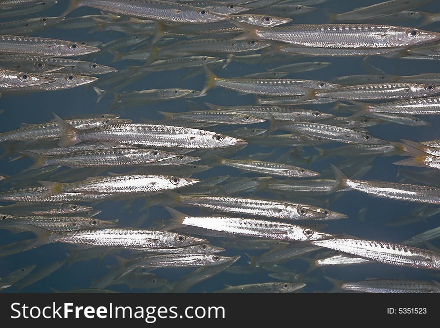 Yellowtail barracuda (sphyraena flavicauda)