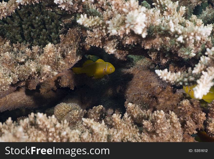 Citron coral goby (gobiodon citrinus) taken in the Red Sea.