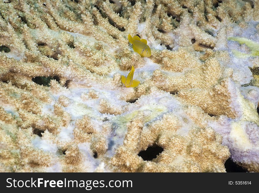 Citron coral goby (gobiodon citrinus) taken in the Red Sea.