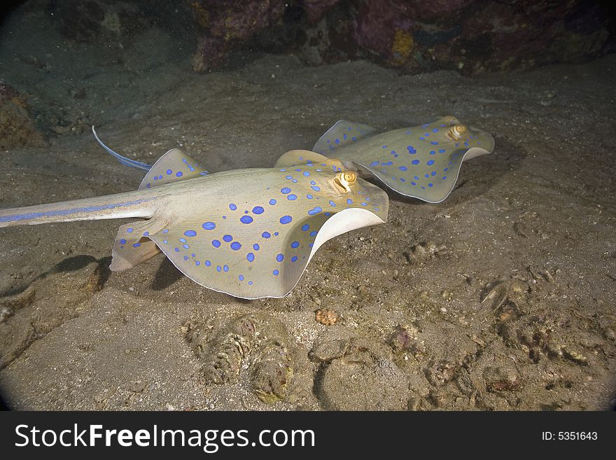 Bluespotted stingray (taeniura meyeni) taken in the Red Sea.