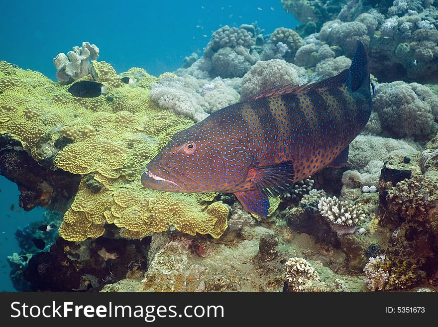 Red sea coralgrouper (plectropomus pessuliferus) taken in the Red Sea.