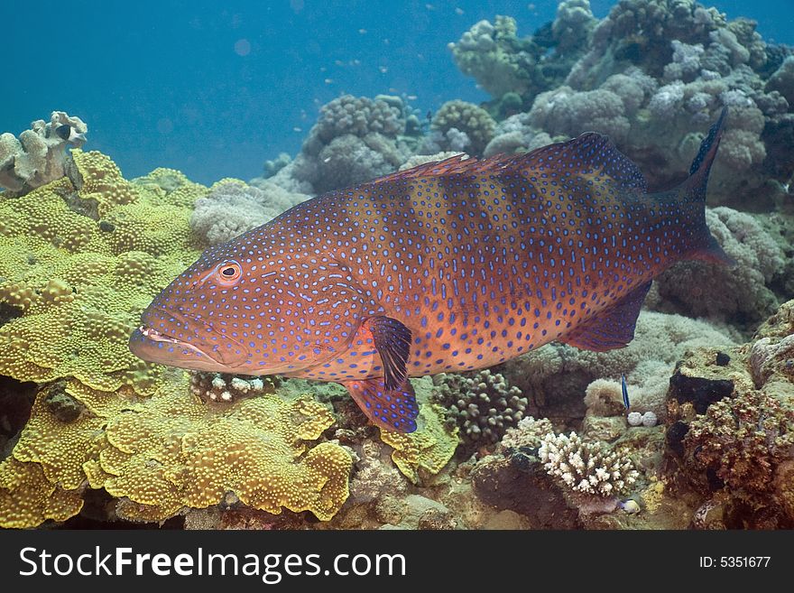 Red sea coralgrouper (plectropomus pessuliferus)