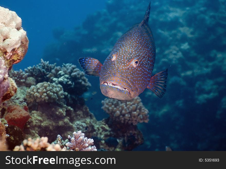 Red sea coralgrouper (plectropomus pessuliferus) taken in the Red Sea.