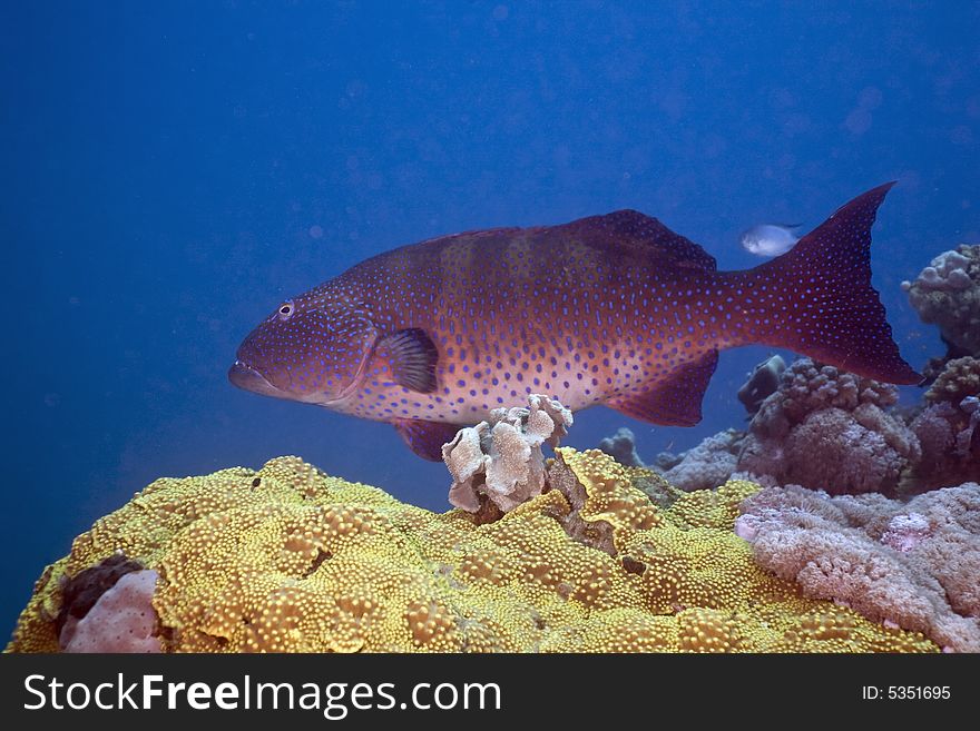 Red sea coralgrouper (plectropomus pessuliferus) taken in the Red Sea.