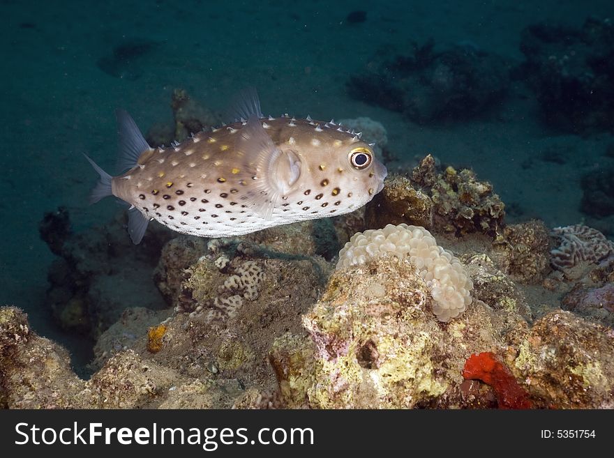 Yellowspotted burrfish (cyclichthys spilostylus) taken in the Red Sea.