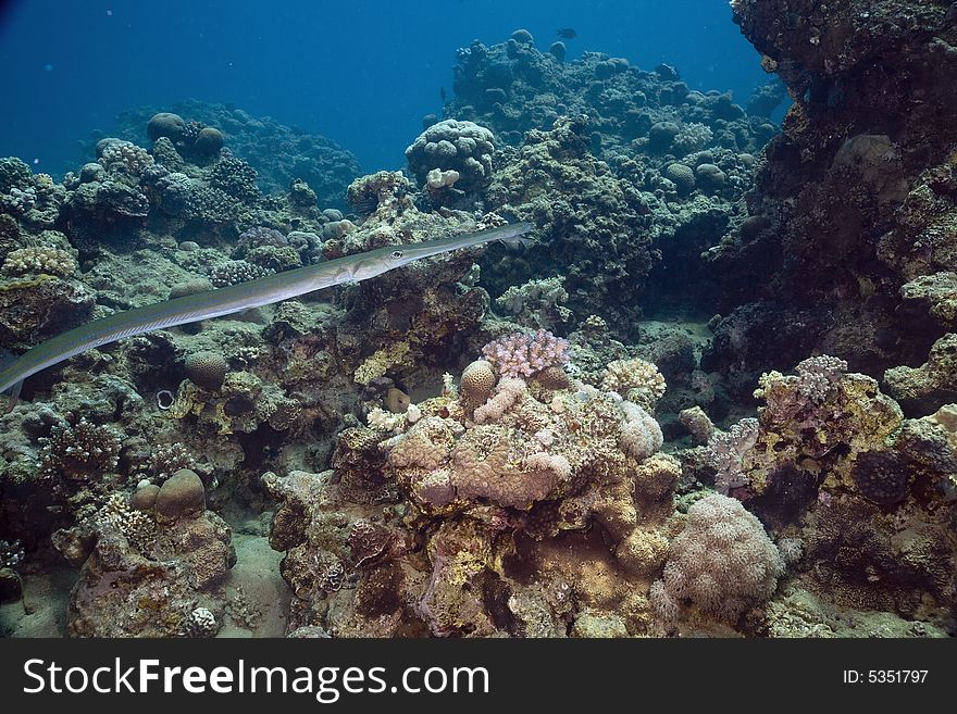 Smooth cornetfish (fistularia commersonii) taken in the Red Sea.