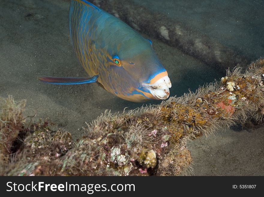 Parrotfish taken in the Red Sea.