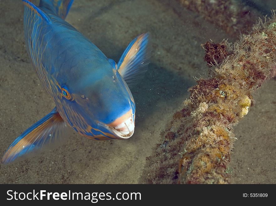 Parrotfish taken in the Red Sea.