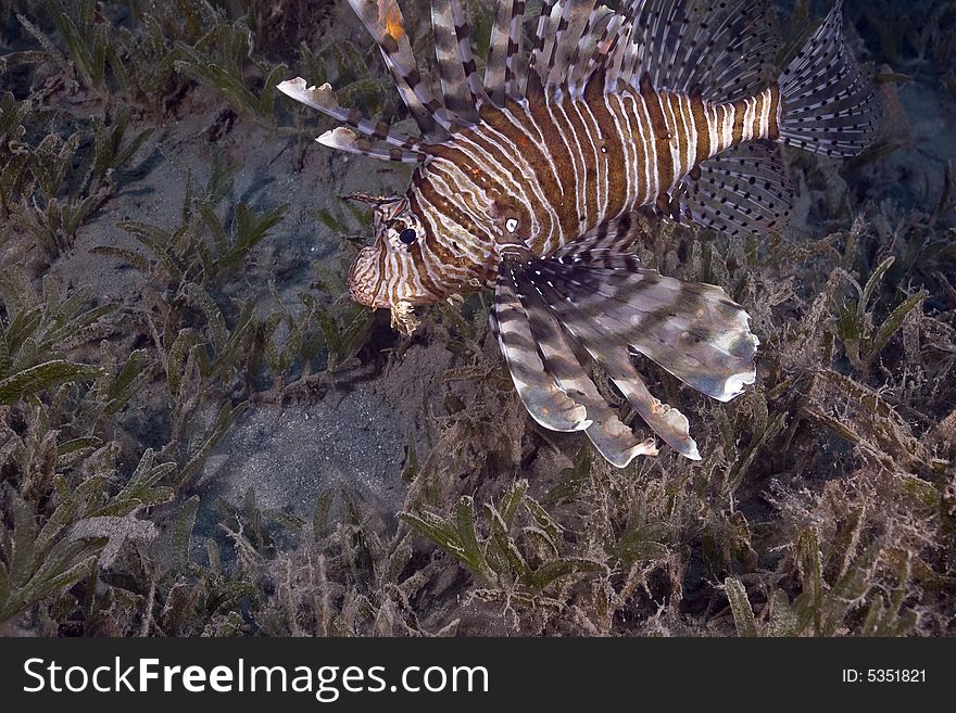 Common lionfish (pterois miles) taken in the Red Sea.