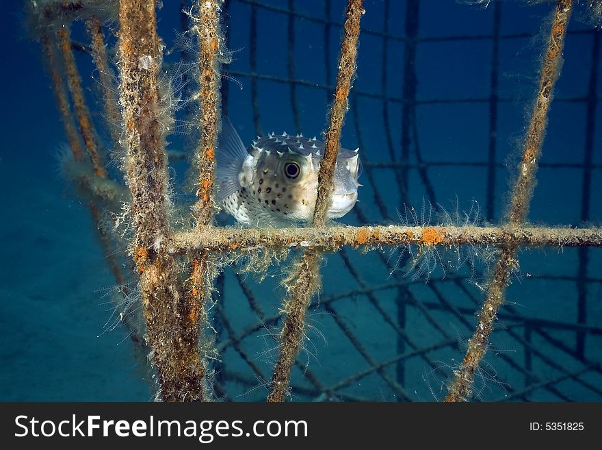 Yellowspotted Burrfish (cyclichthys Spilostylus)