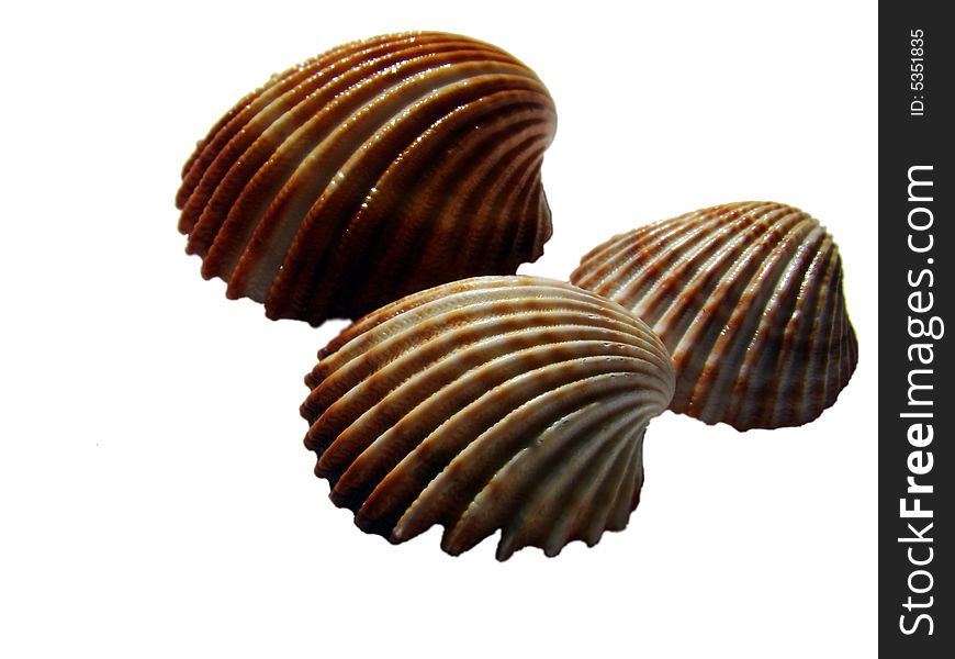Three shell in the white background. Three shell in the white background