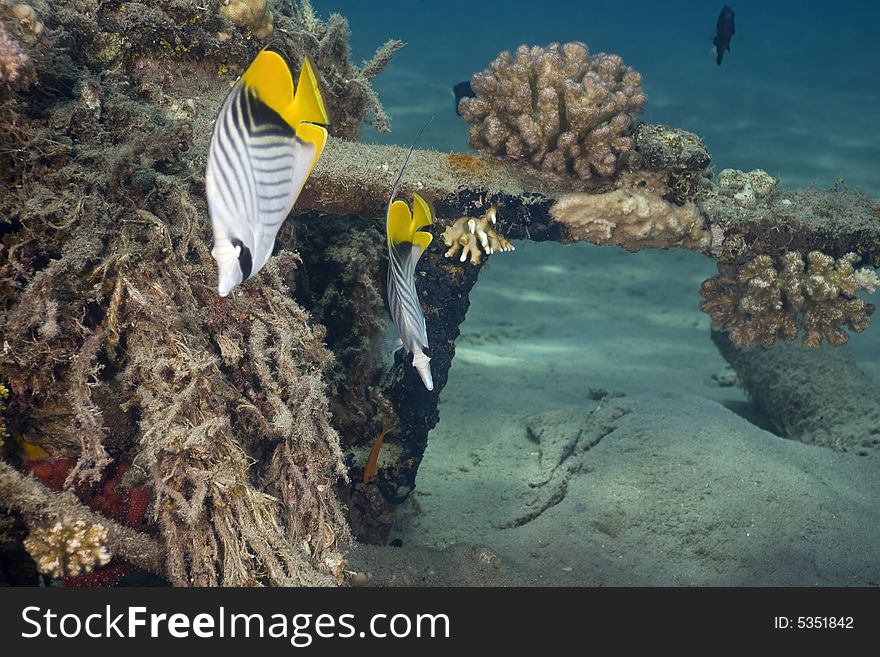 Threadfin butterflyfish (chaetodon auriga) taken in the Red Sea.