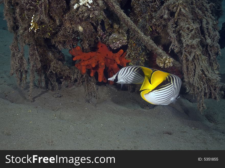 Threadfin butterflyfish (chaetodon auriga) taken in the Red Sea.