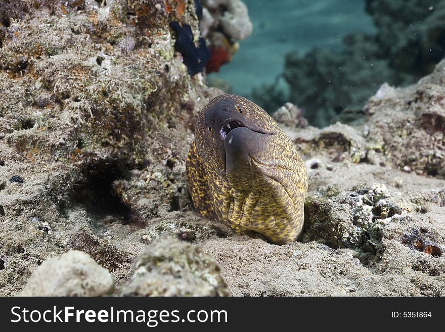 Yellowmargin moray ( gymnothorax flavimarginatus) taken in the Red Sea.