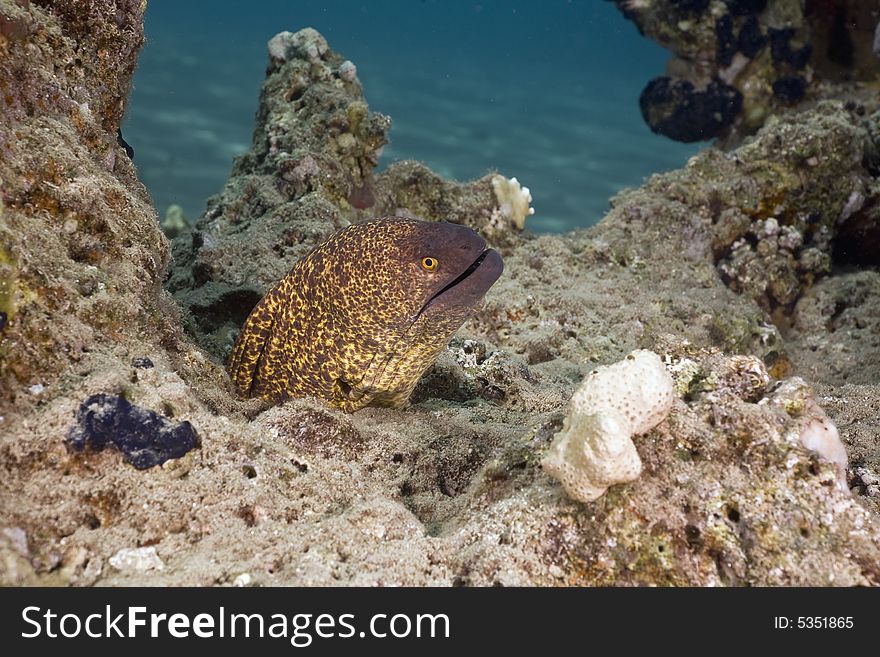 Yellowmargin moray ( gymnothorax flavimarginatus) taken in the Red Sea.