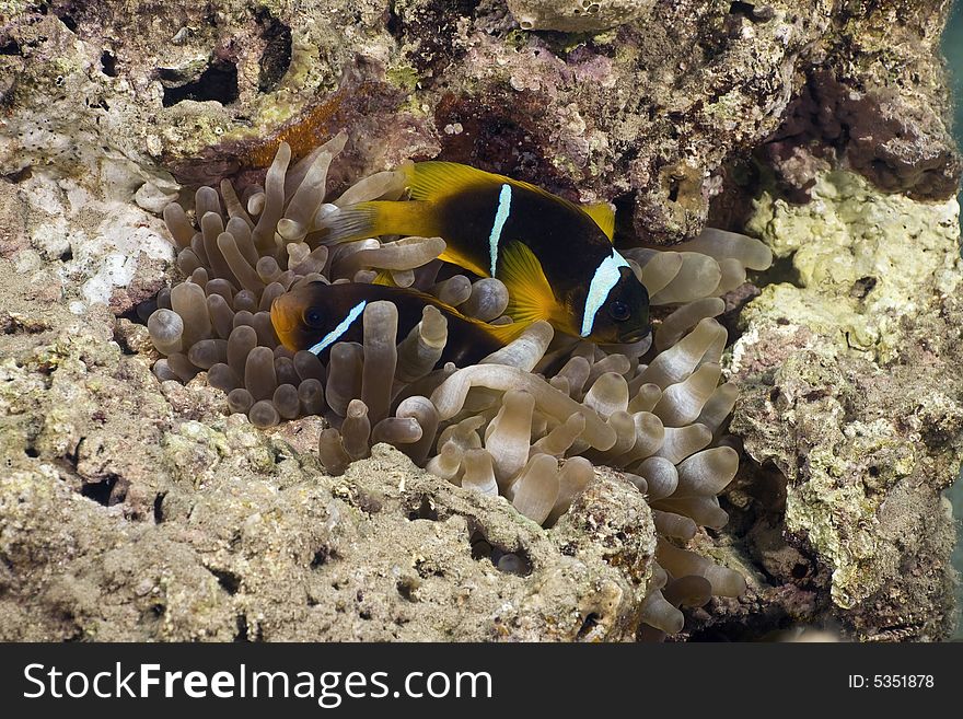 Red sea anemonefish (Amphipiron bicinctus) taken in the Red Sea.