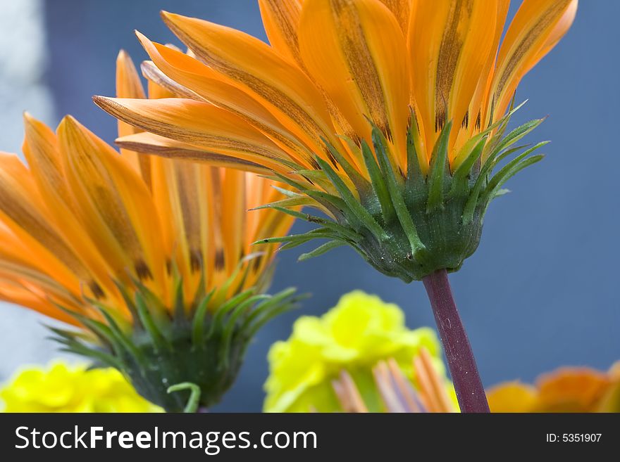 Different perspective of Orange Garzania Flower