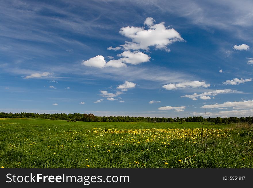 Field with trees and set of bright dandelions in a sunny day. Field with trees and set of bright dandelions in a sunny day