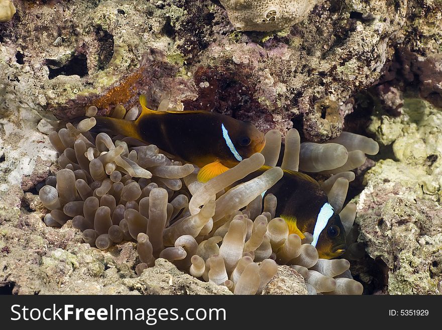 Red sea anemonefish (Amphipiron bicinctus) taken in the Red Sea.