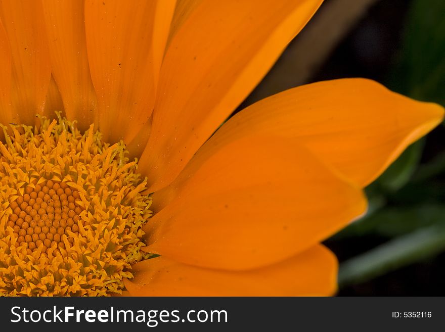 Orange Garzania Flower close up