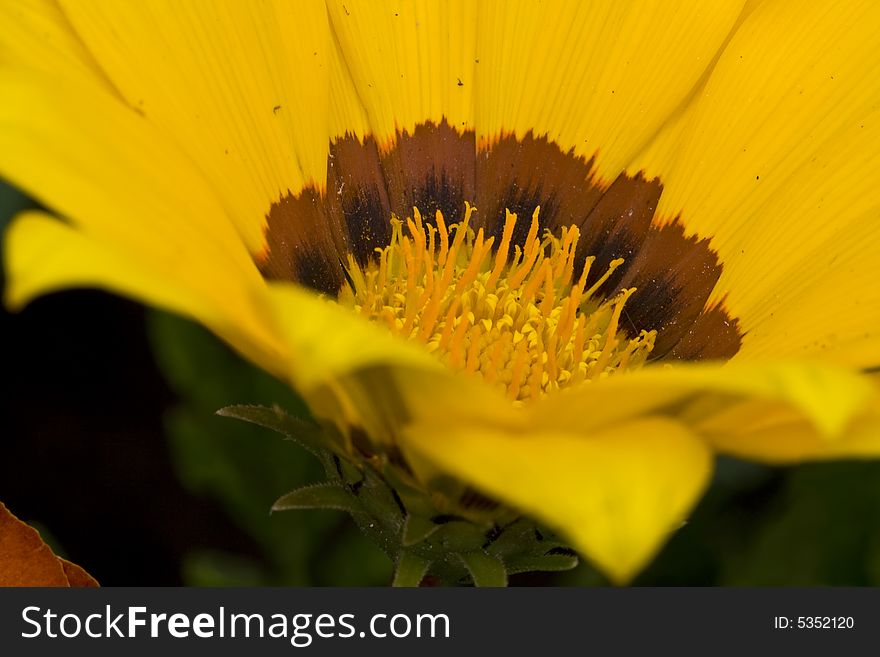 Yellow Garzania Flower close up