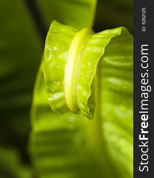 Curling tip of a frond of a bird nest fern against its matured fronds in the background. Curling tip of a frond of a bird nest fern against its matured fronds in the background