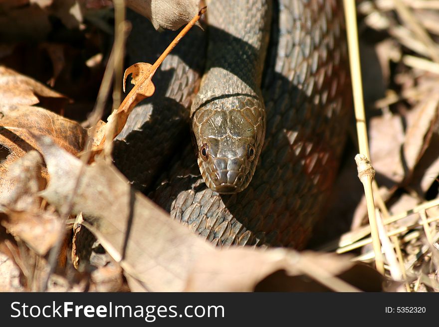 Snake Hiding In The Leaves