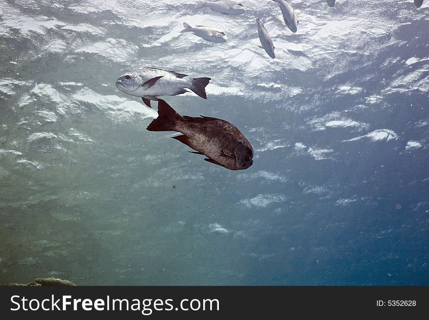 Black and white snapper (Macolor niger) taken in the Red Sea.