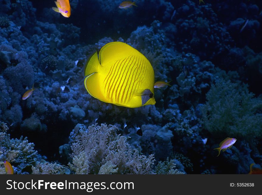 Masked butterflyfish (chaetodon larvatus) taken in the Red Sea.