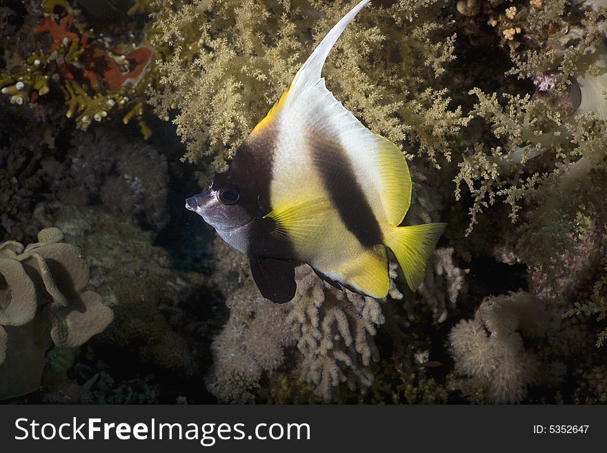 Red sea bannerfish (heniochus intermedius)