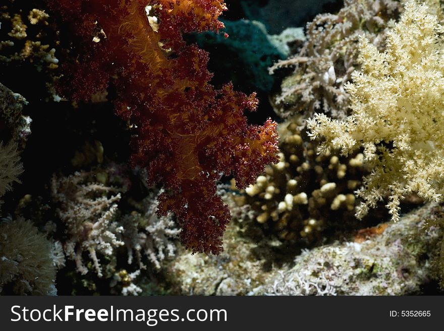 Coral and fish taken in the Red Sea.